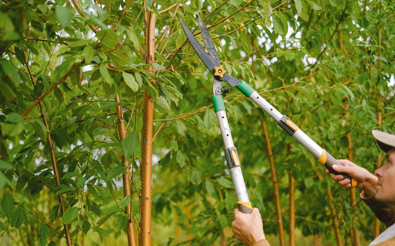 Tree trimming in Upland, NE