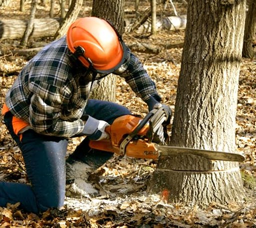 Tree Removal in Upland, NE